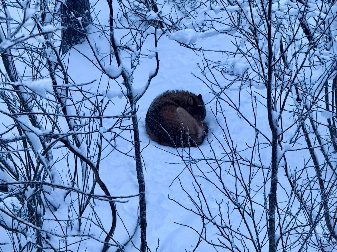 Ranua Zoo-Ranua必去景点