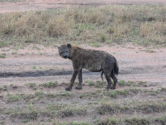 Dolphin Tours & Safaris Ltd-姆万扎必去景点