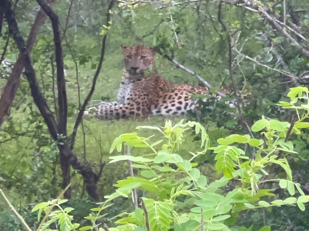 Southern Wild Safari-蒂瑟默哈拉默必去景点