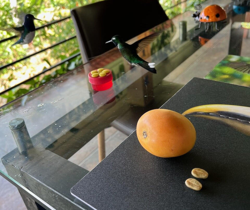 Choco Toucan Reserve-San Miguel de los Bancos必去景点