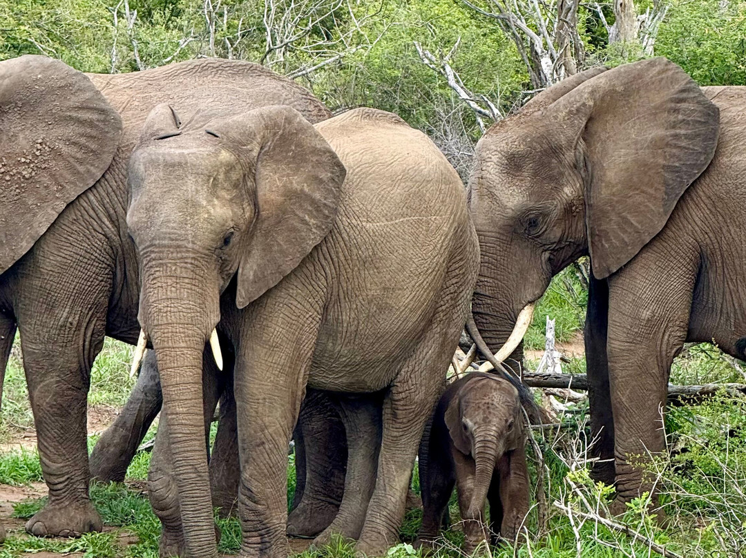 SAFARI, DRIVE & DIVE TOURS-Inhambane必去景点