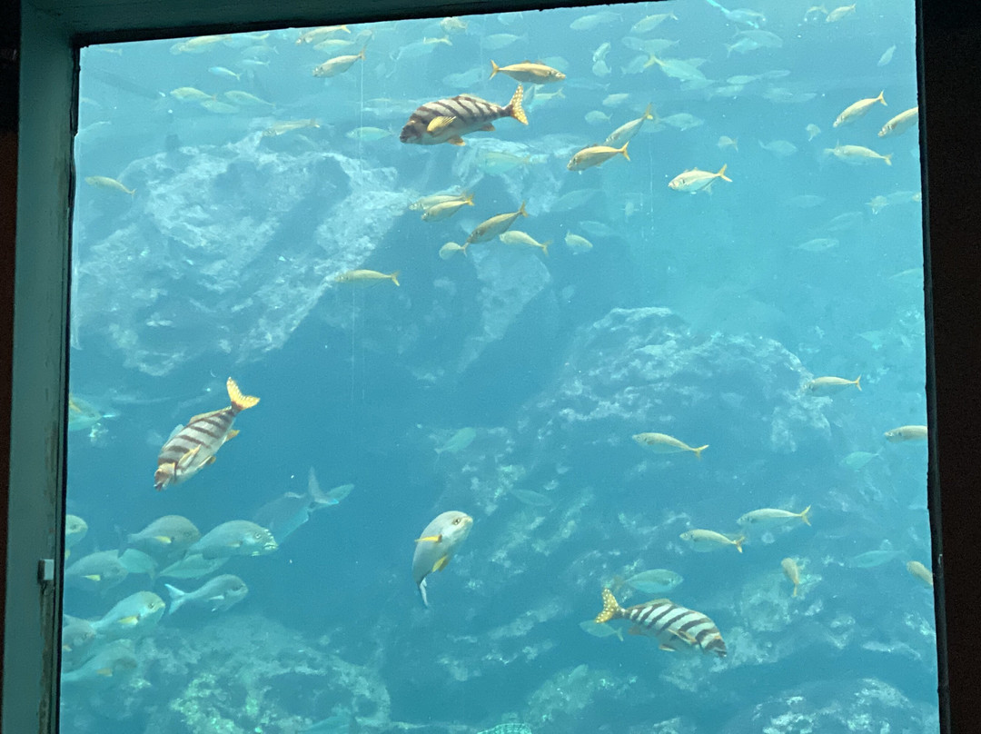 Shimoda Aquarium-下田市必去景点