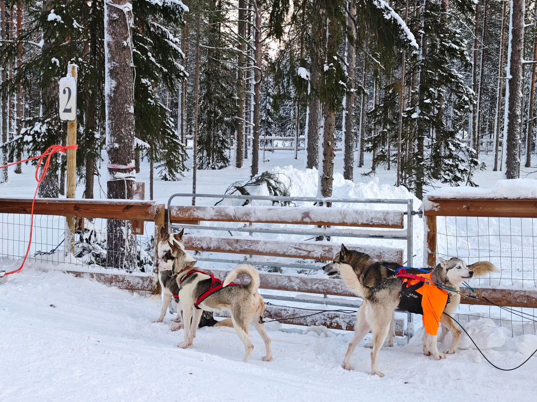 Arctic Circle Husky Park-罗瓦涅米必去景点