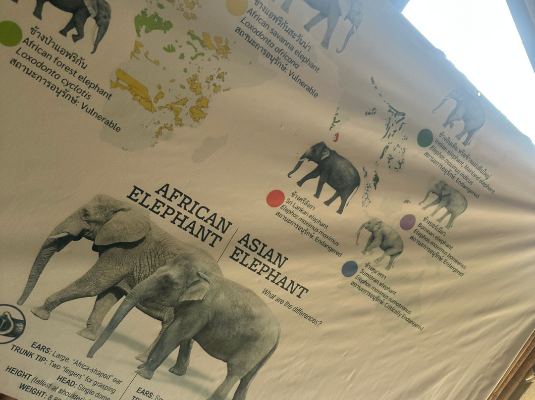 The Lake Phuket Elephant Home-Thep Krasatti必去景点