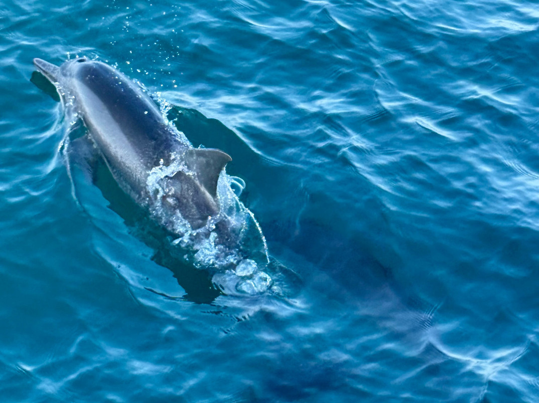 Nathalia Cruise-美蕊沙必去景点