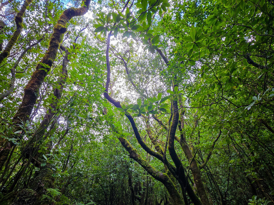 Madeira Wonder Hikes-沙尔必去景点
