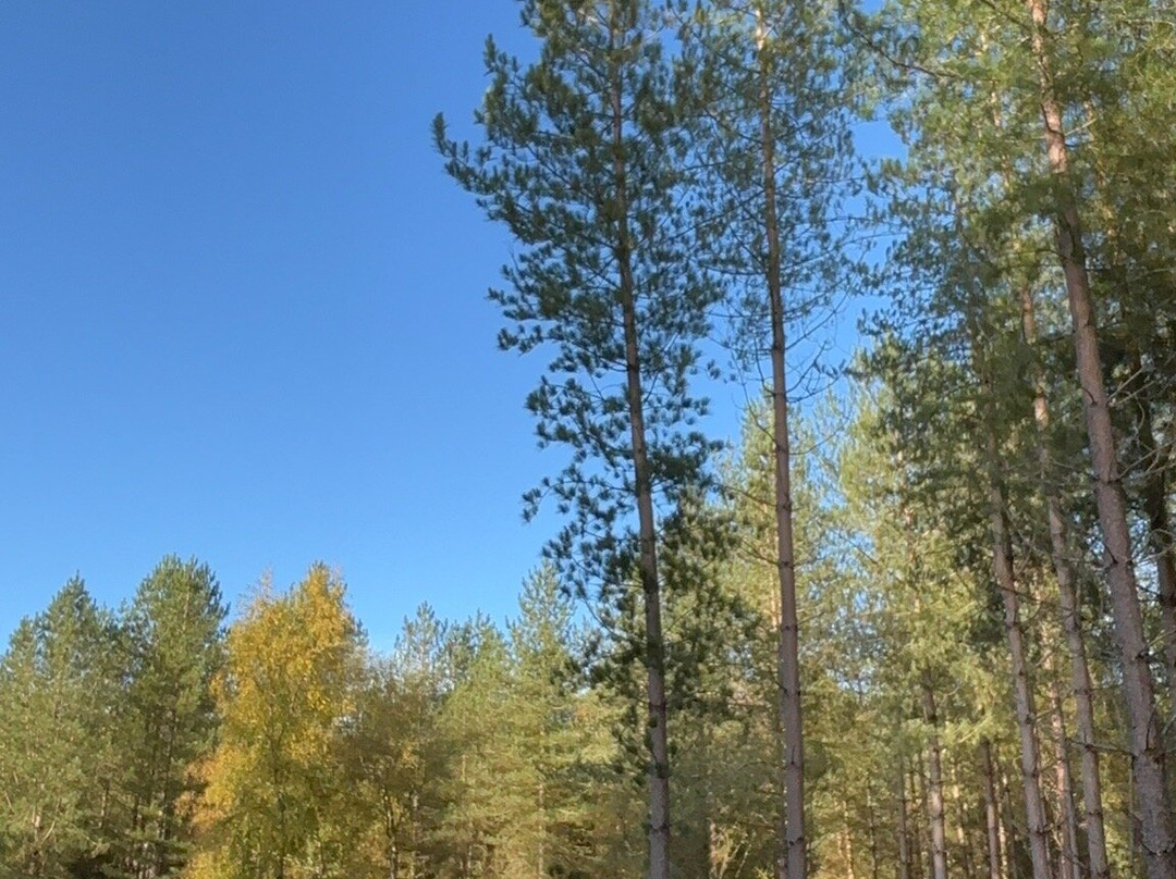 Alice Holt Forest-法纳姆必去景点