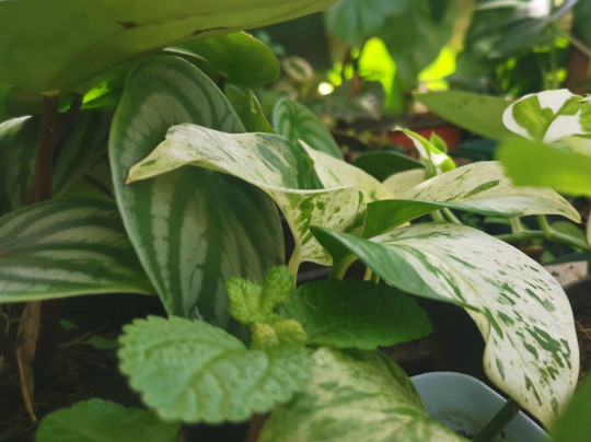 Tizardin-红地必去景点