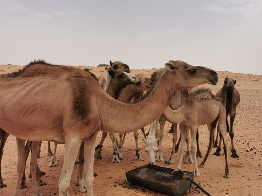 Tours in Mauritania-诺克少必去景点