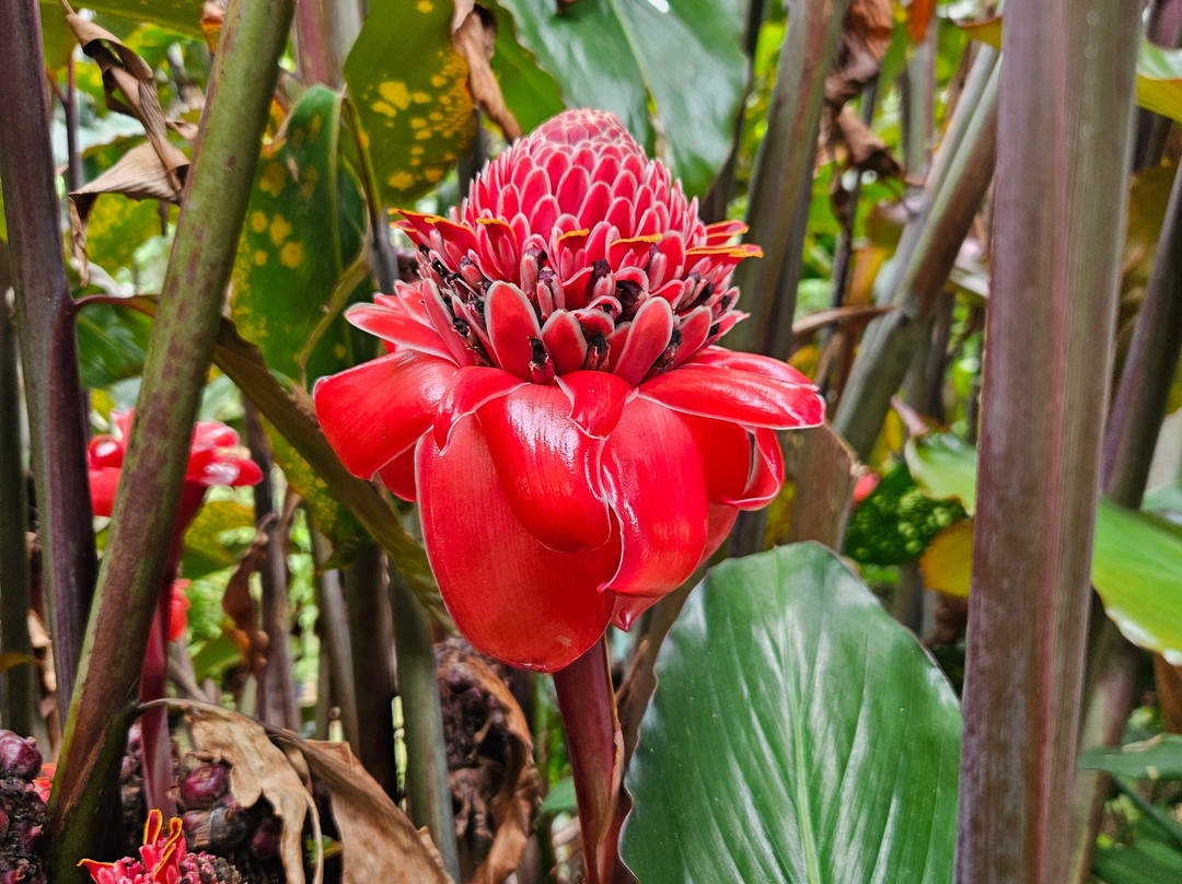 Palm Tree Gardens Botanical Garden-Saint David's必去景点