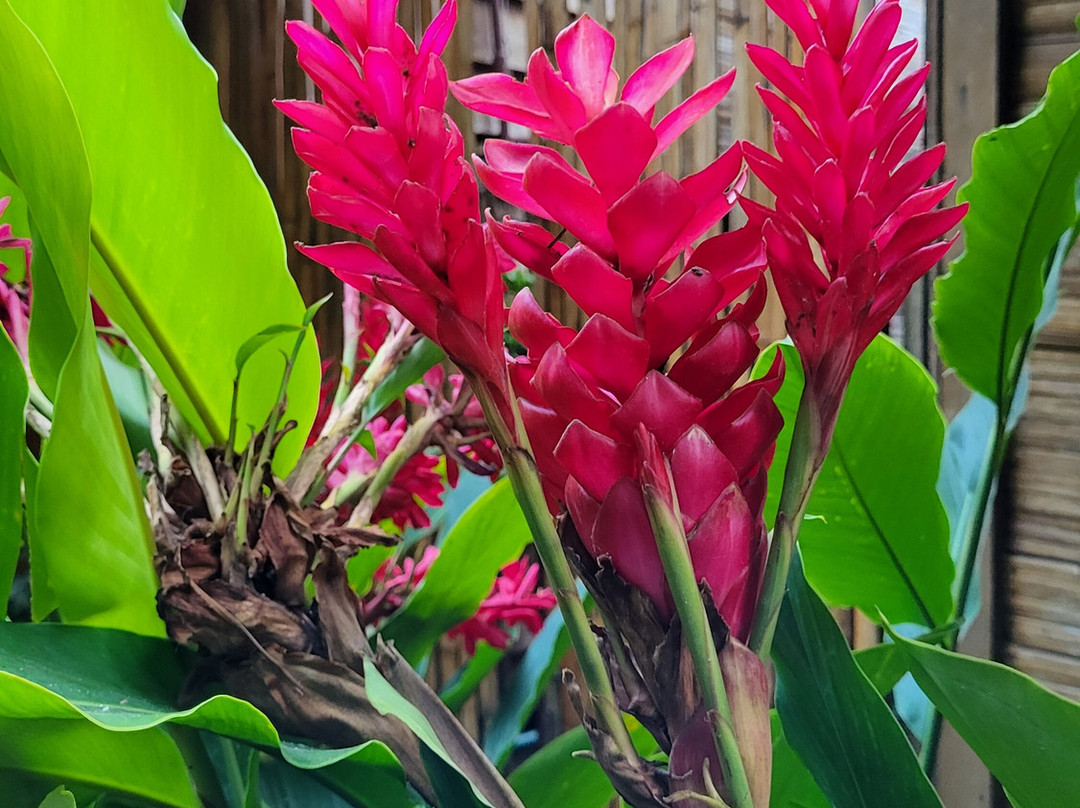 芭派村酒店主图