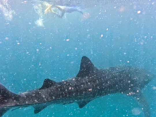 Safari Shwari Mafia Island-Utende必去景点