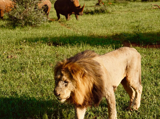 African Safari Group-开普敦必去景点