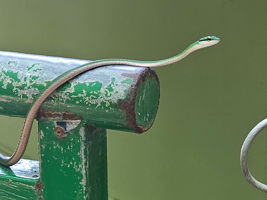 San José Birding-圣何塞必去景点