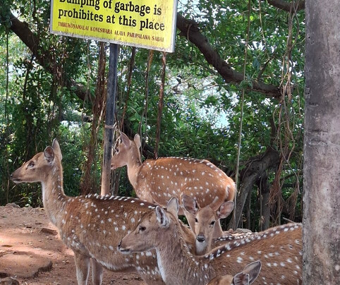 Trinco Bike and Scooter Rent-Trincomalee必去景点