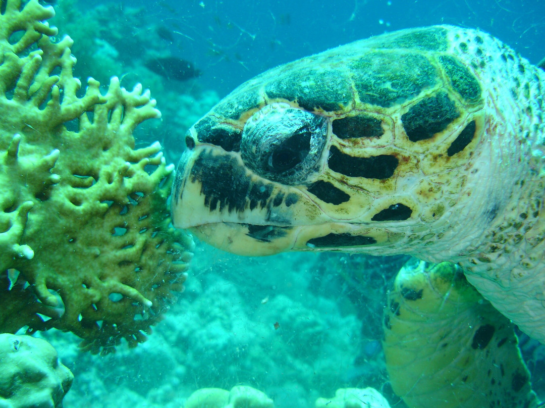 Sharm Scuba Service-沙姆沙伊赫必去景点