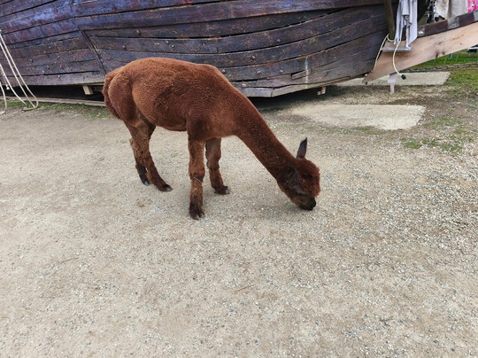 Mini ZOO Land-Slovenske Konjice必去景点