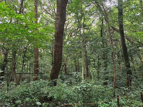 Meiji Shrine Imperial Garden-涩谷区必去景点