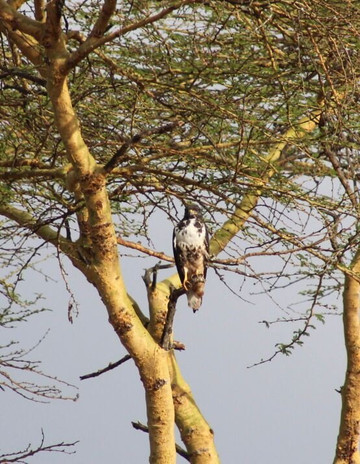 Gemfinders Safaris-内罗毕必去景点