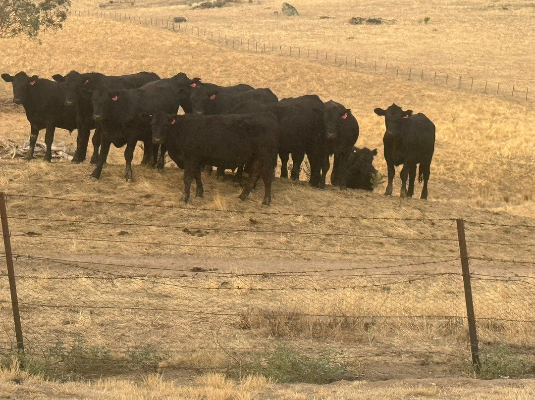 Hillview Farmstay主图