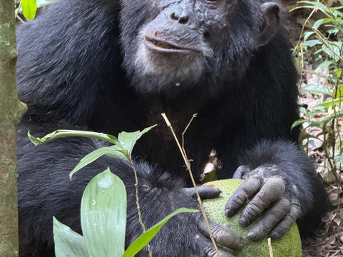 Arcadia Safaris-坎帕拉必去景点