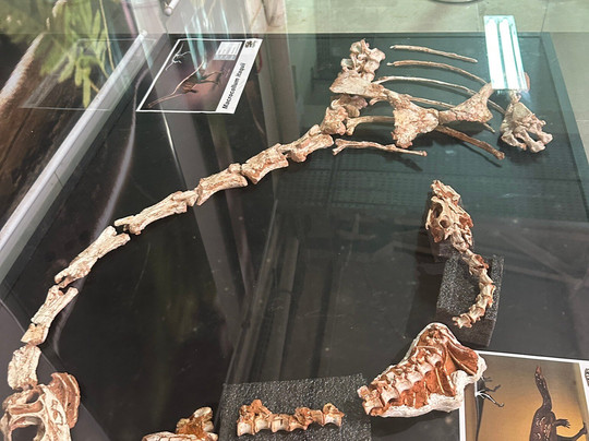 CAPPA-Centro de Apoio à Pesquisa Paleontológica da Quarta Colônia-Sao Joao do Polesine必去景点