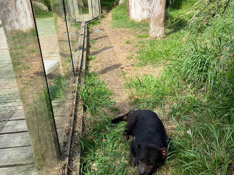 Tasmanian Devil Unzoo-塔拉纳必去景点