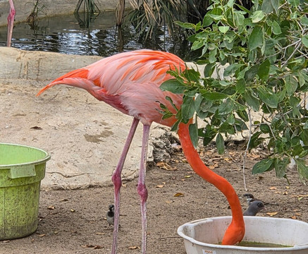 Donkey Sanctuary Bonaire-博奈尔岛必去景点