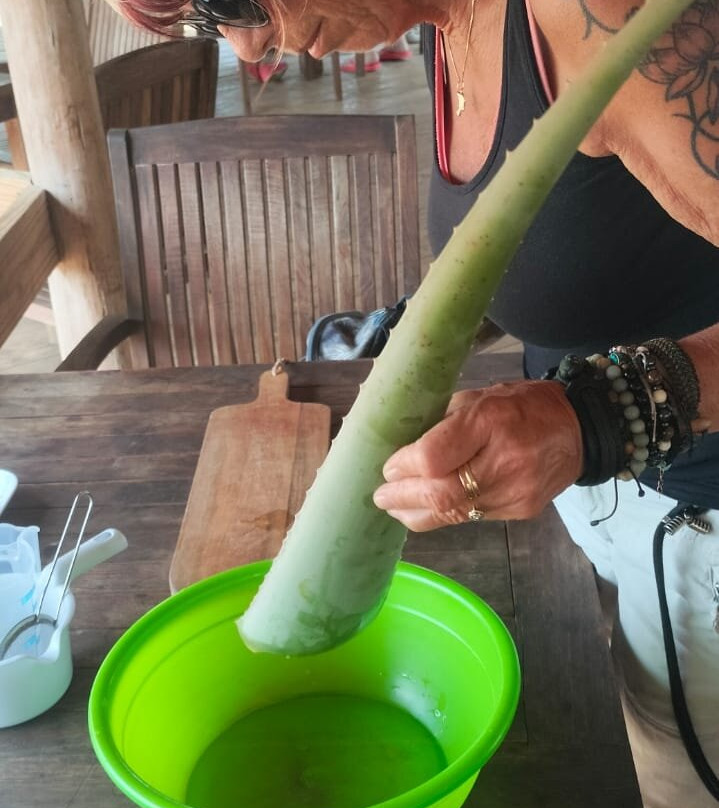 The Aloe Vera Curacao, Home of Curaloe Tour-威廉斯塔德必去景点
