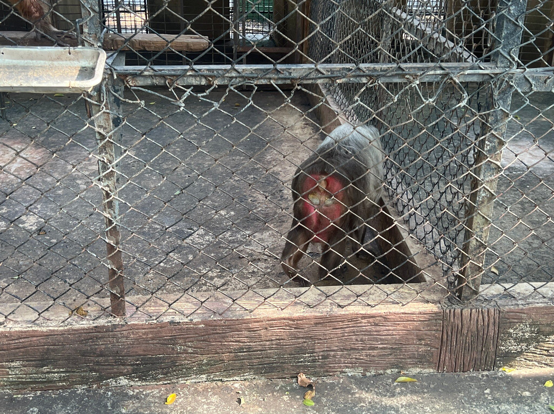 Lopburi Zoo-华富里必去景点