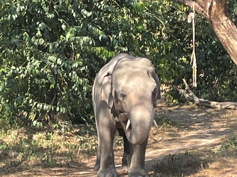 Cambodia Wildlife Sanctuary-暹粒必去景点