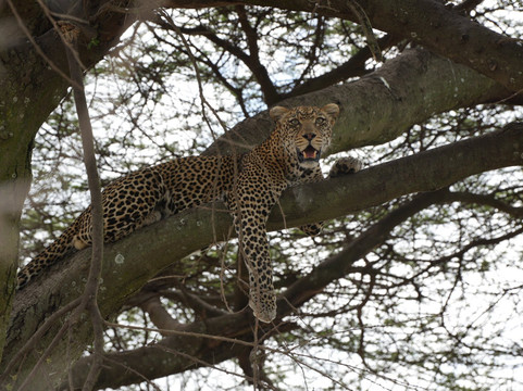 Kibuyu African Safaris-阿鲁沙必去景点