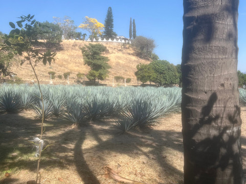 Tequila Fortaleza-特基拉必去景点