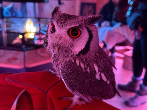 Nanny Sharon's Alpaca Farm C.I.C-Prenton必去景点