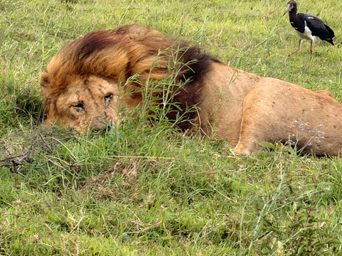 Zanleisuretours & Safaris-桑给巴尔市必去景点