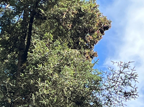 El Rosario Monarch Butterfly Preserve-中部墨西哥和墨西哥湾沿岸必去景点