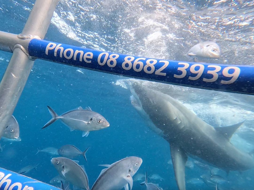 Calypso Star Charters-Port Lincoln必去景点
