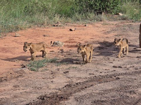 Totti Kenya-安博塞利国家公园必去景点