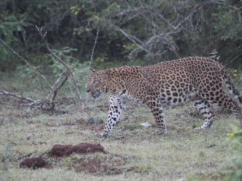 Yala Kings Safari-蒂瑟默哈拉默必去景点