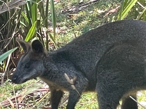 Wildlife Wonders-阿波罗湾必去景点