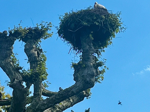 斯特拉斯堡桔园-斯特拉斯堡必去景点