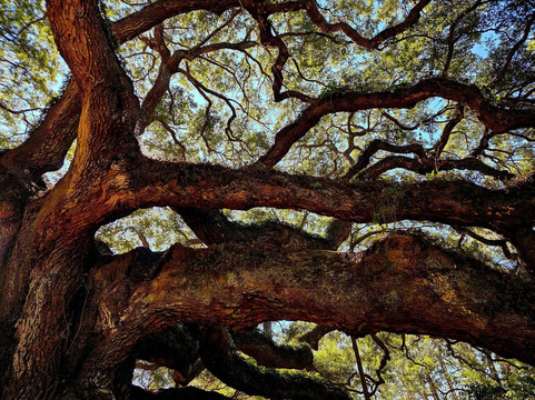 Angel Oak Tree-Johns Island必去景点