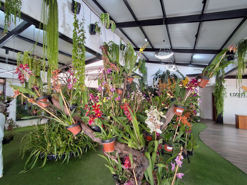 Ecuagenera - Orchids from Ecuador-昆卡必去景点
