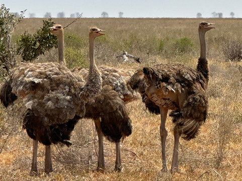 Malik Safari-马林地必去景点