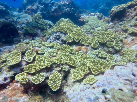 Dive Passion Mauritius-卓得多斯必去景点