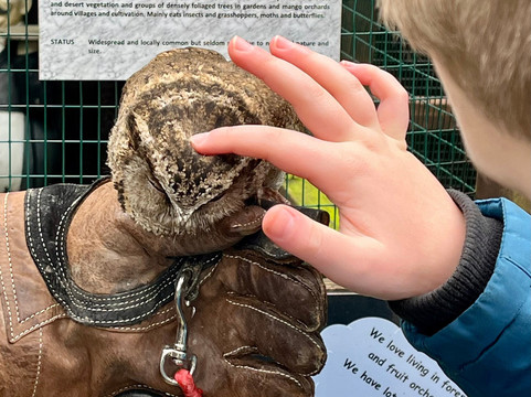 The Owls Trust-兰迪德诺必去景点