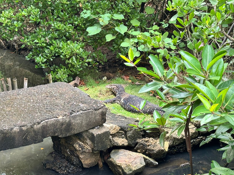 Hikkaduwa Lagoon Safari-Dodanduwa必去景点