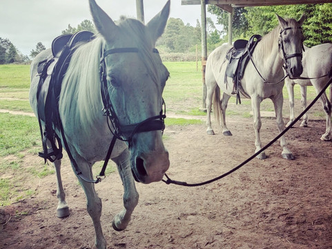 Perdepoort Horse Tails-荒野必去景点