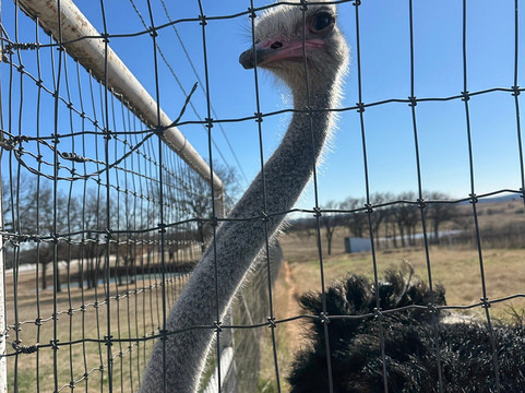 Blue Ostrich Winery & Vineyard-Saint Jo必去景点