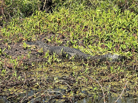 Master Gator Airboat Tours of Palm Beach County-西棕榈滩必去景点